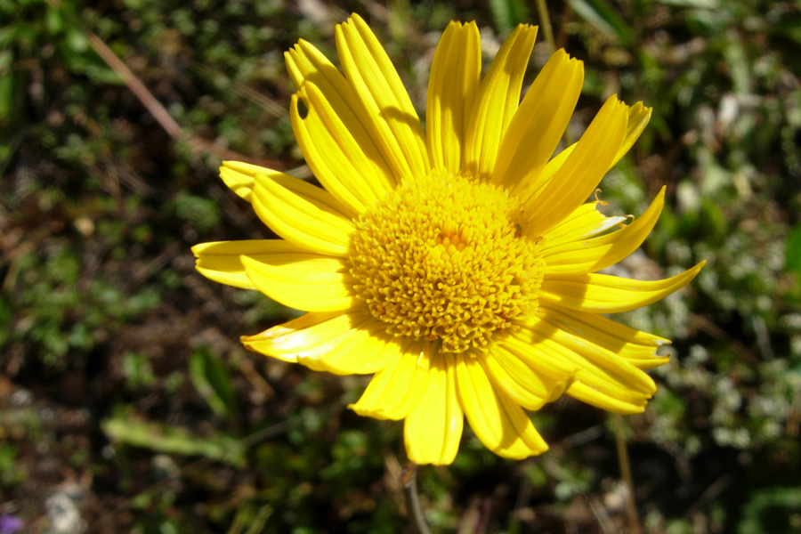 Fiori dal Trentino